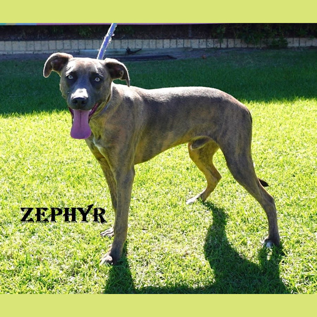 Photo of Zephyr