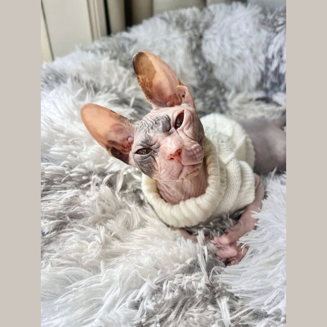 Photo of Echo (Was Roxanne)