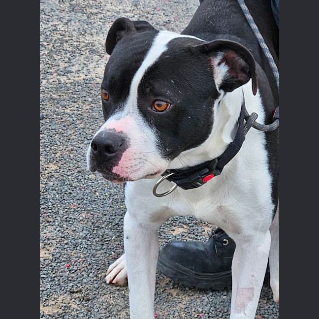 Photo of Banjo