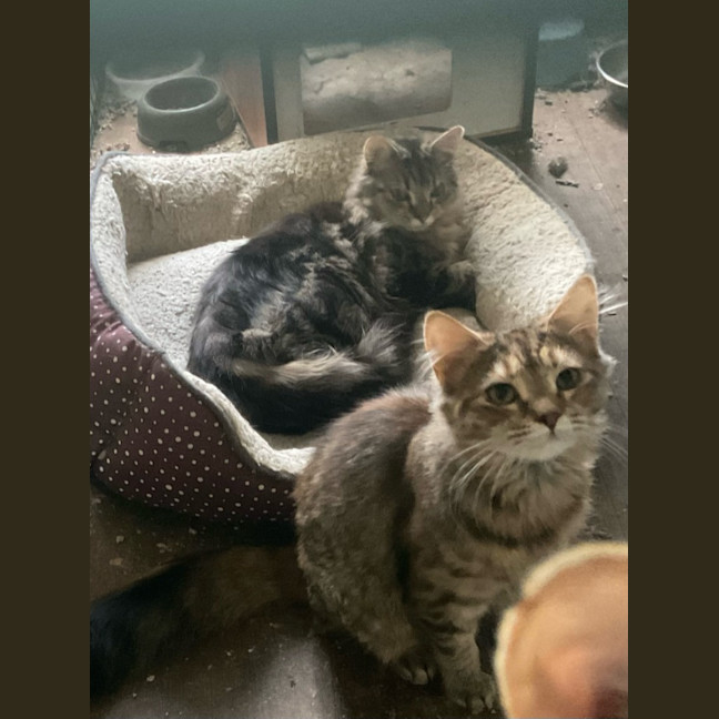 Photo of Bubbles / Buttercup