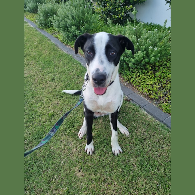 Photo of Ace *$250 Adoption Fee*