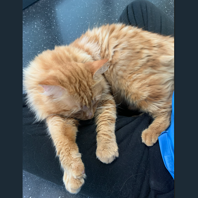 Photo of Comet