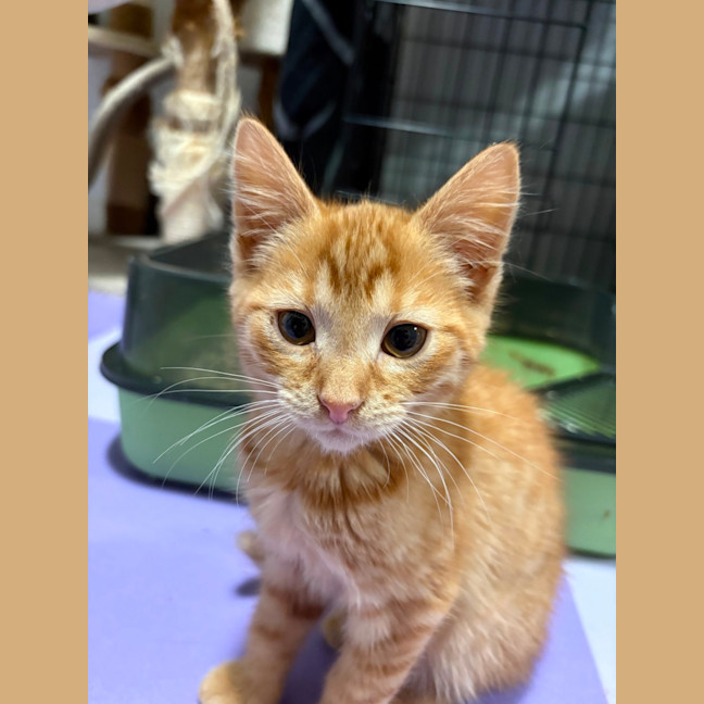 Photo of Wally West **2nd Chance Cat Rescue**