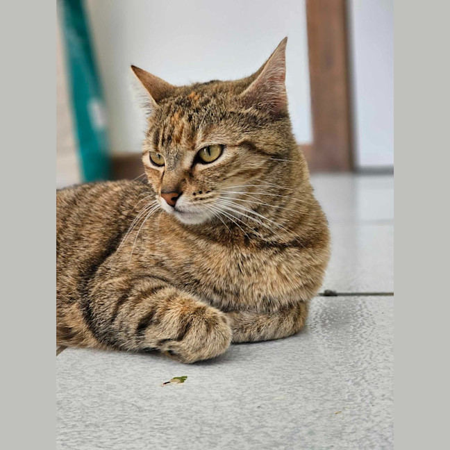 Photo of Willow