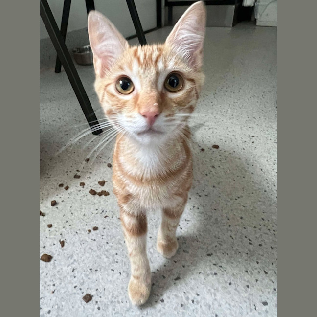 Photo of Pappardelle