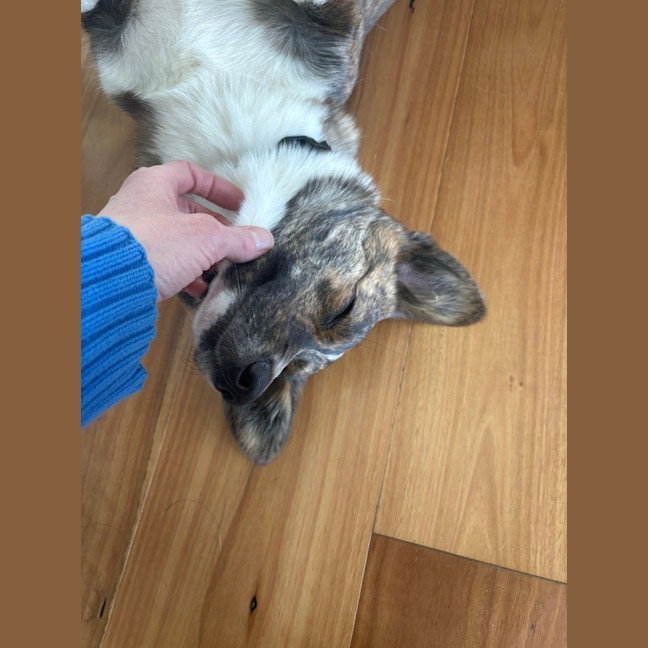Photo of Rocky   1 Year Old Cardigan Corgi