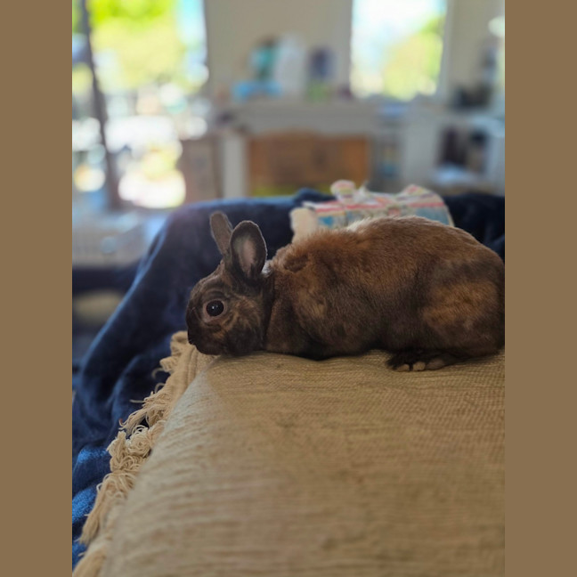 Photo of Irresistible Cuddles