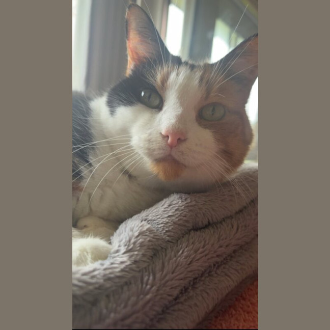 Photo of Maple
