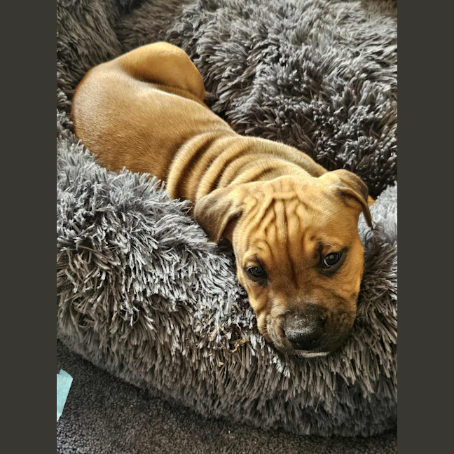 Photo of Willow
