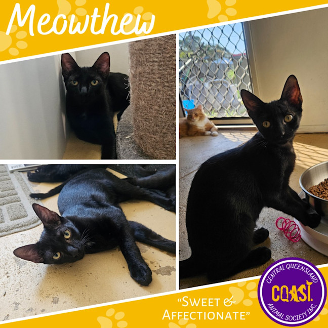 Photo of Meowthew