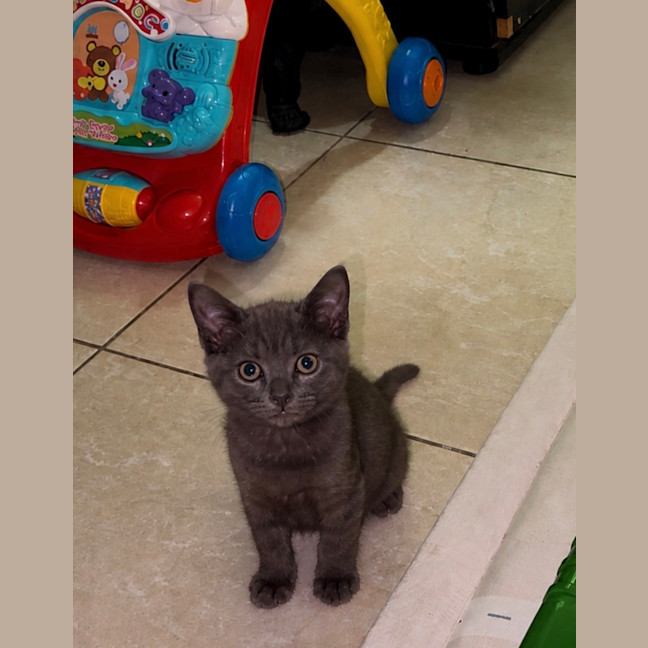 Photo of Stitch