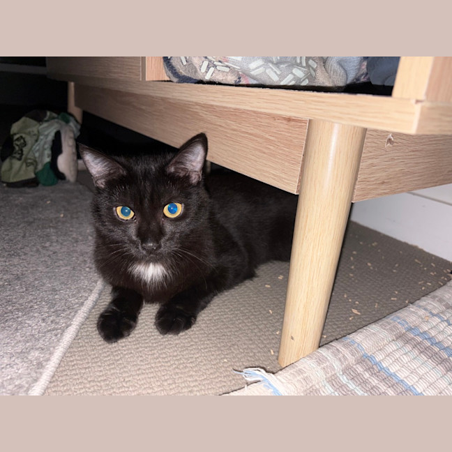 Photo of Morticia