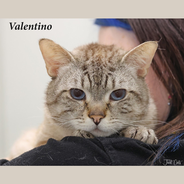 Photo of Valentino   Foster To Adopt