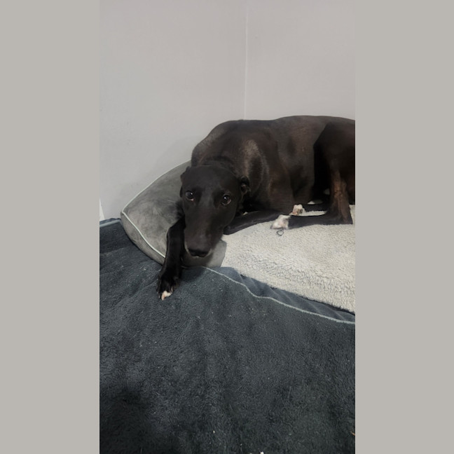 Photo of Zippy   2.5 Year Old Greyhound