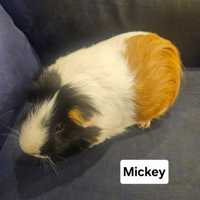Photo of Mickey