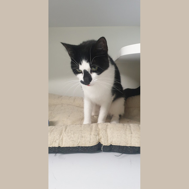 Photo of Willow 