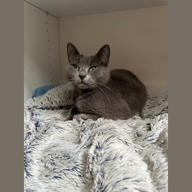 Photo of Bluey