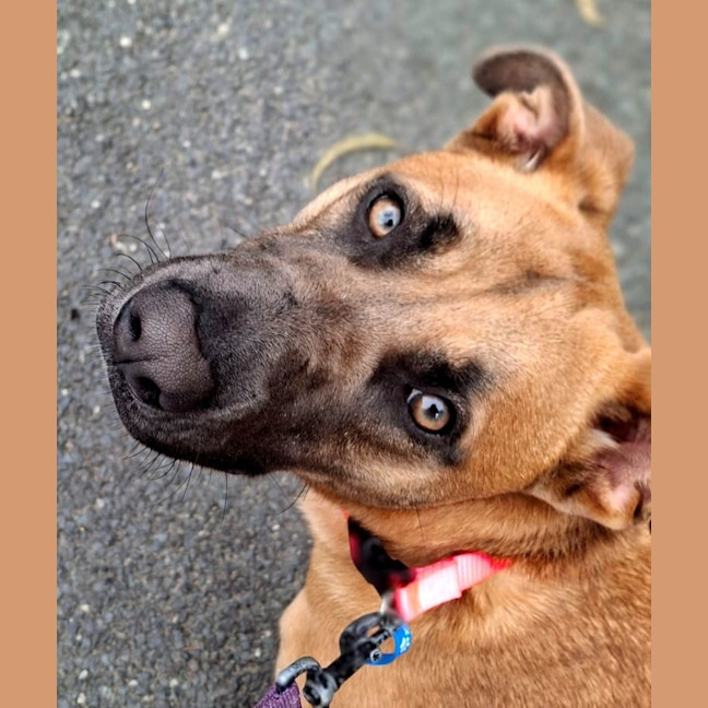 Photo of Sable