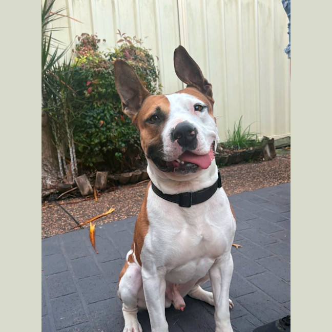 Photo of Chase