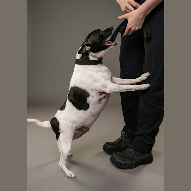 Photo of Buddy