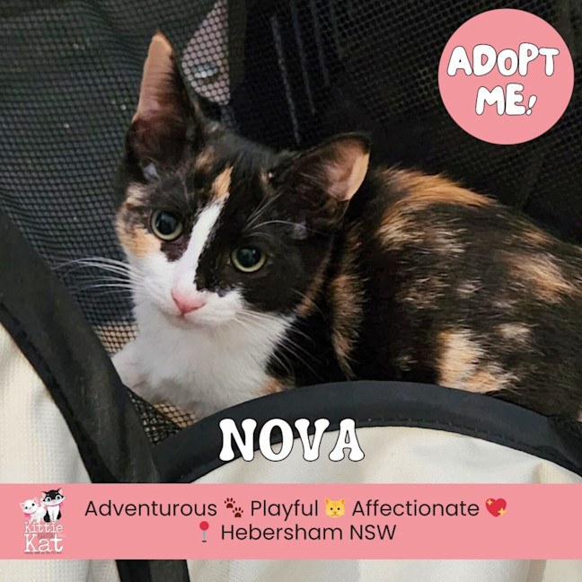 Photo of Nova