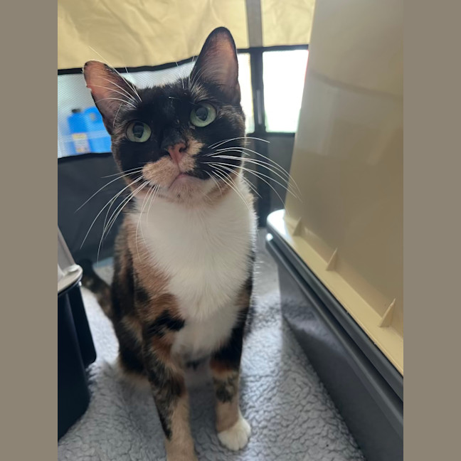 Photo of Maple