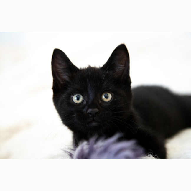 Photo of Cocoa