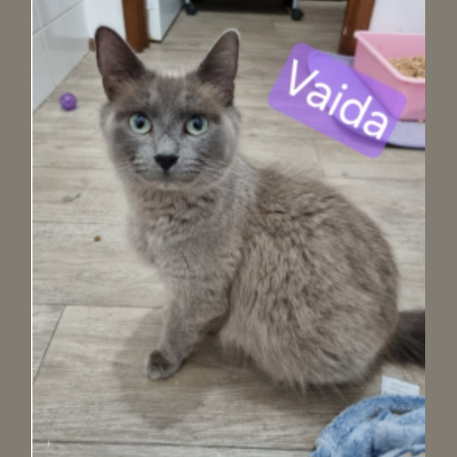 Photo of Vaida