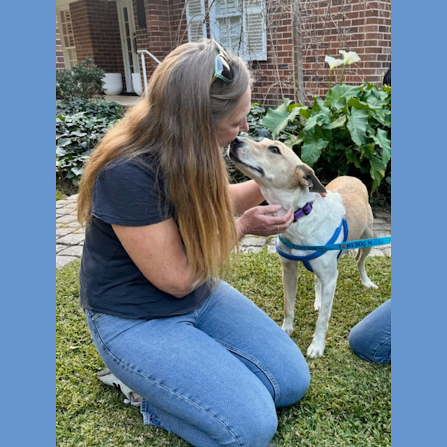Photo of Heidi   3 Year Old Kelpie X