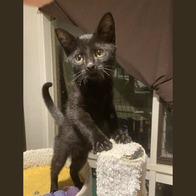 Photo of Blade