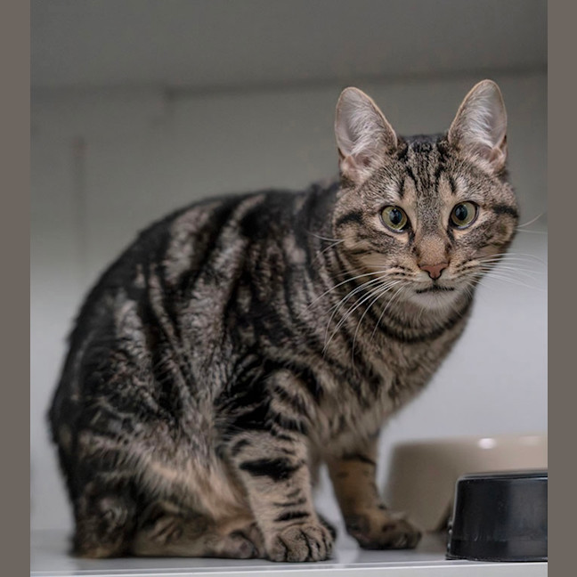 Photo of Moogie