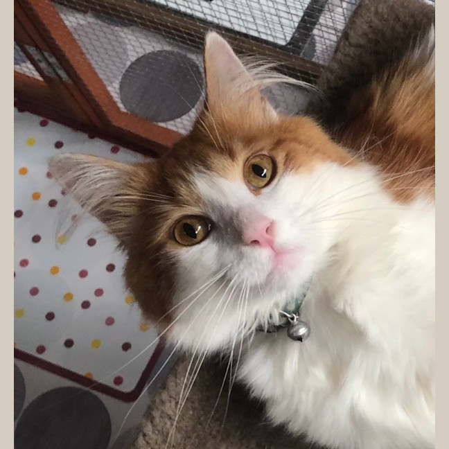 Photo of Nemo