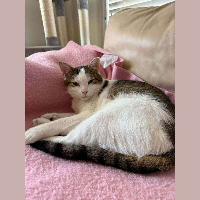 Photo of Chester   In Foster Care In Ashburton