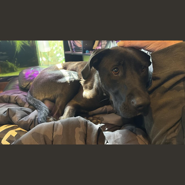 Photo of Whisky