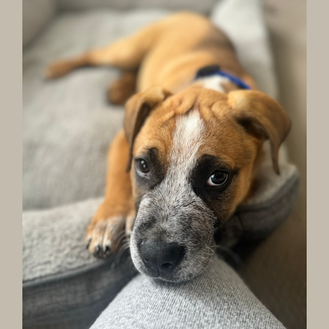 Photo of Oscar   10 Week Old Cattle Dog X Mastiff (Trial)