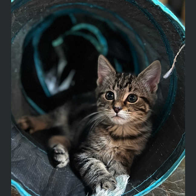 Photo of Dr. Watson Snuggles 