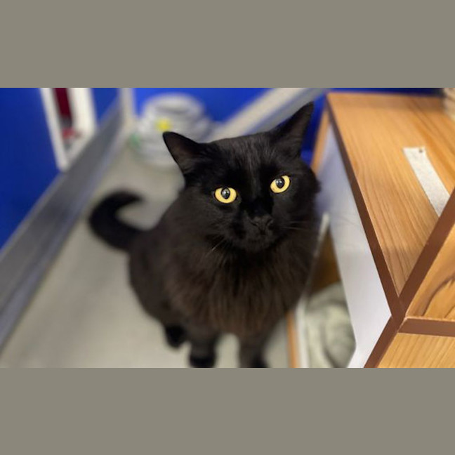 Photo of Spook