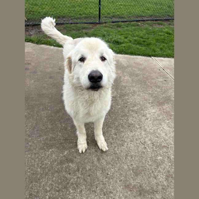 Photo of Kimba