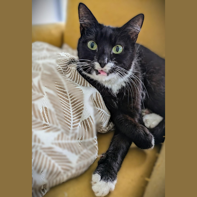 Photo of Stevie Mitts