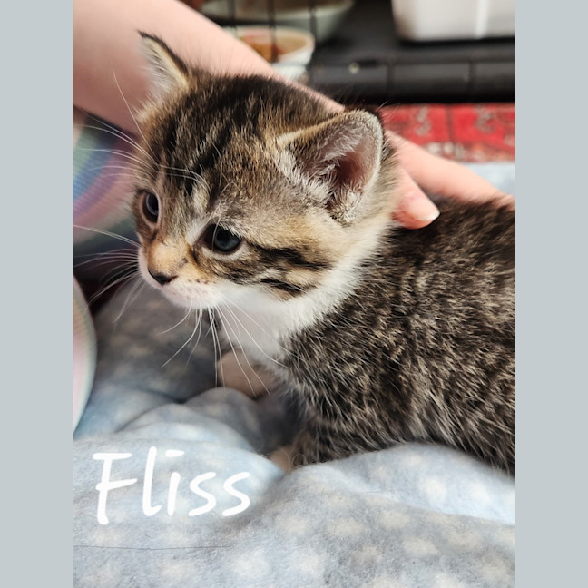 Photo of Fliss