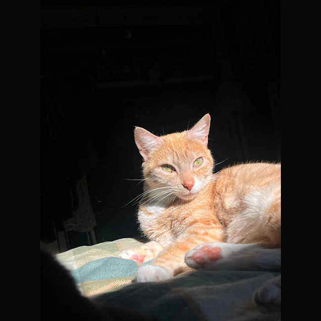 Photo of Bella Meet Me@Petstock Mornington Store Nepean Hwy