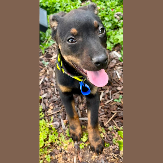 Photo of Daisy   5 Month Old Kelpie X Jack Russell