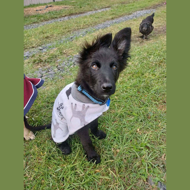 Photo of Dusty