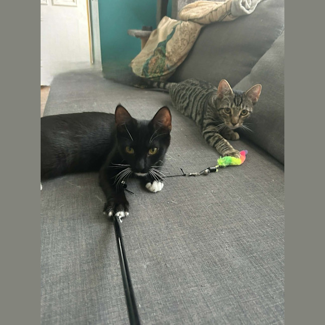 Photo of Hexley & Onyx