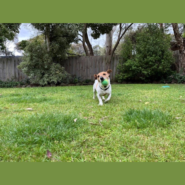 Photo of Rusty Kumara