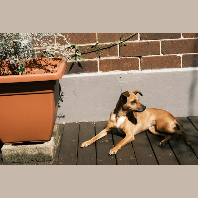 Photo of Pip