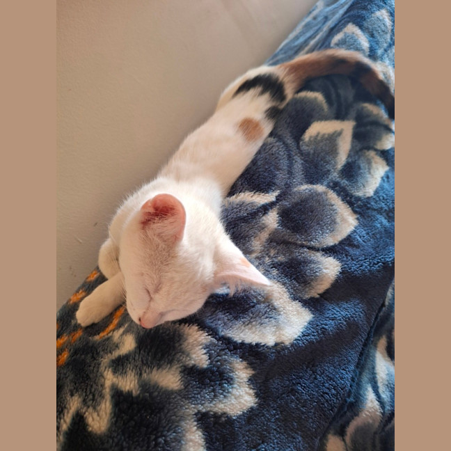 Photo of Pearl