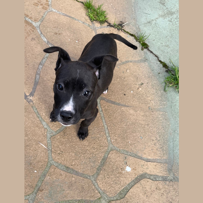 Photo of Millie