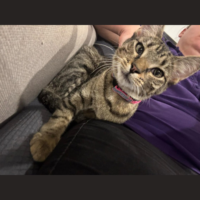 Photo of Cupcake And Muffin 