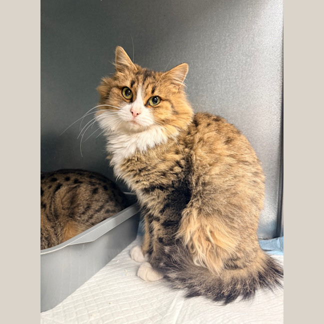 Photo of Gracie (Was Caramel Slice)